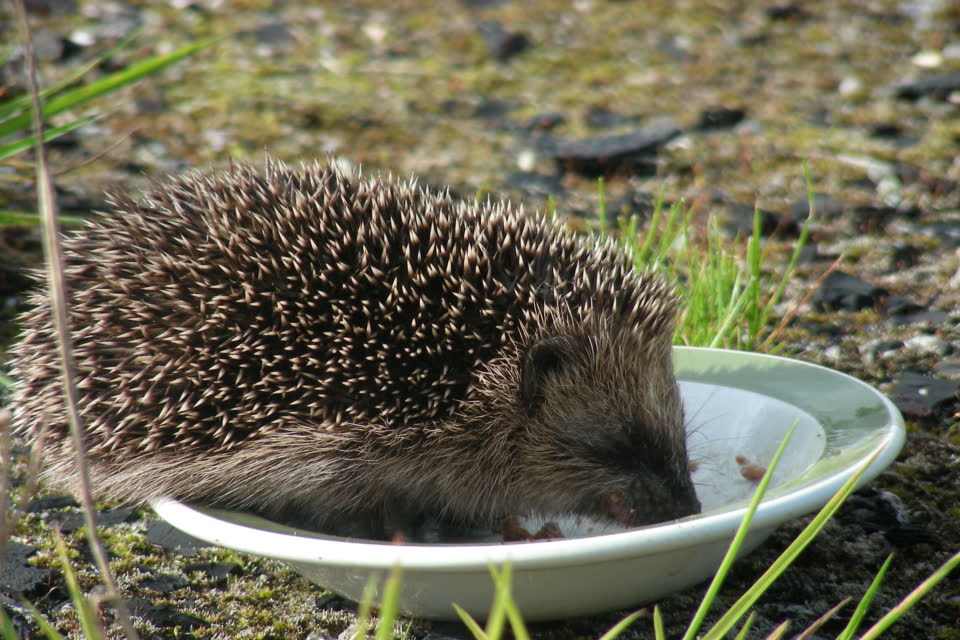 Hedgehog feeding