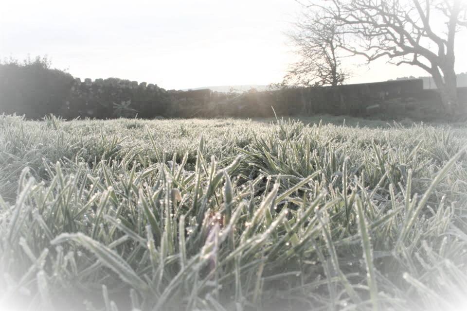 Frosty morning