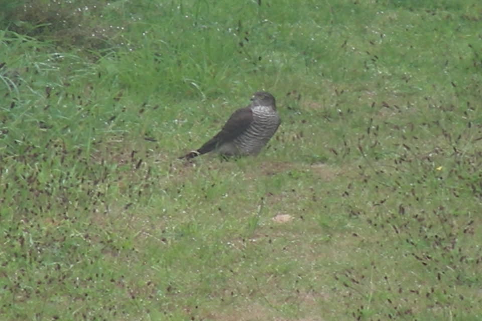 Sparrow Hawk