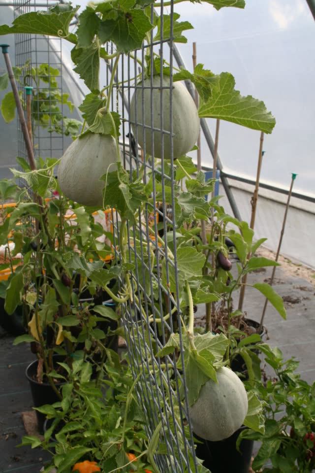 Melons in the poly tunnel