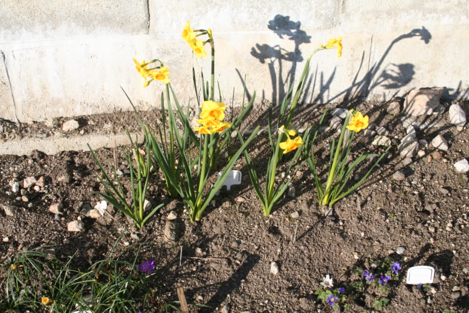 Flower bulbs