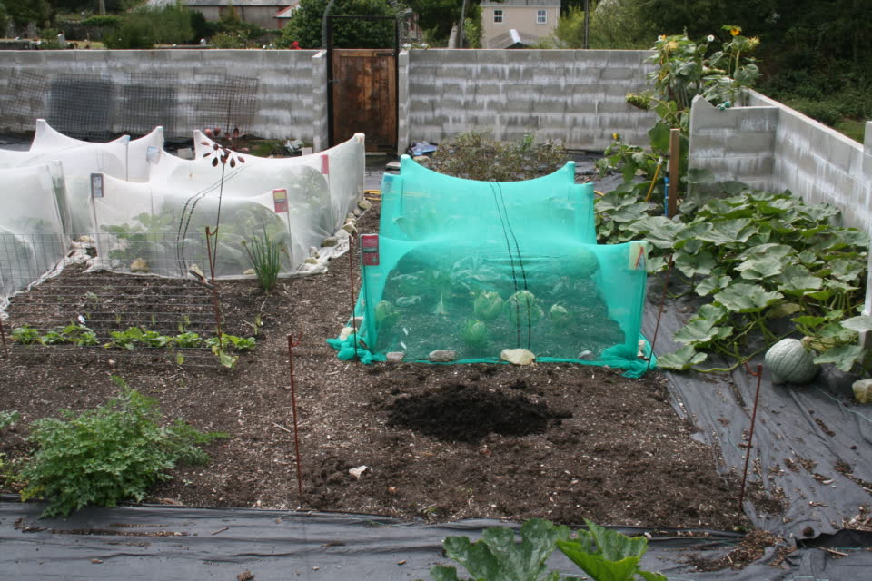 Garden area