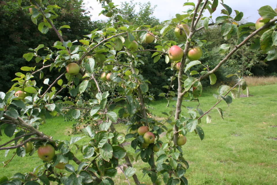 Apple trees