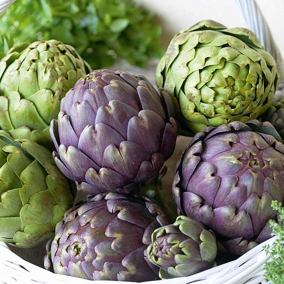 Artichokes