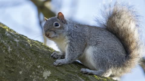 Grey Squirrel