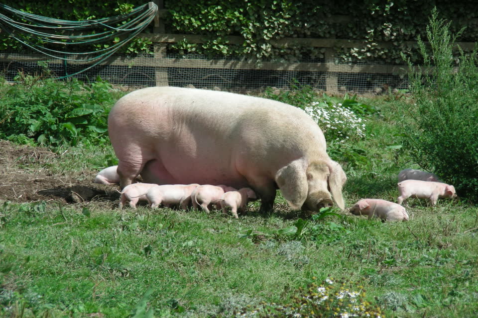 Sow and Piglets