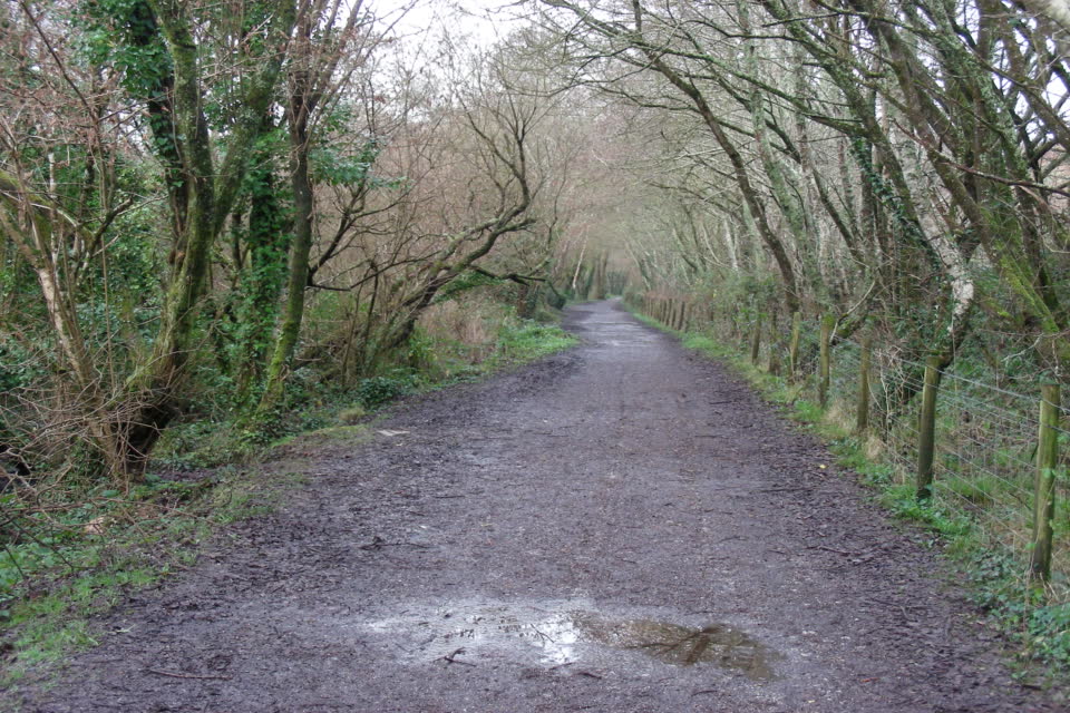 Path with trees