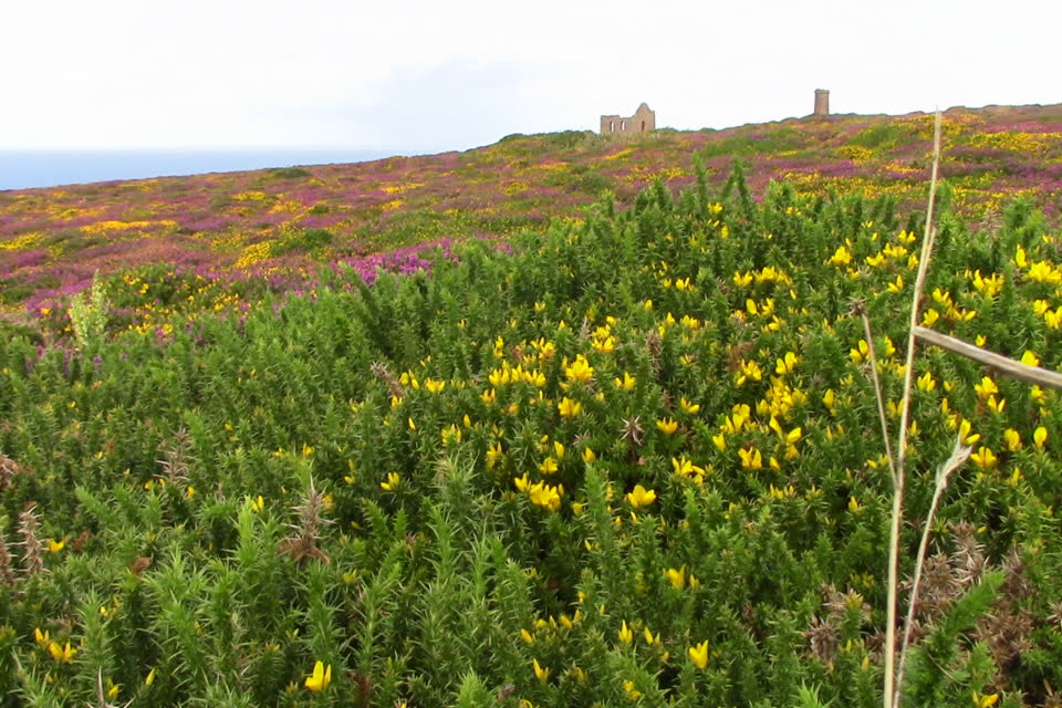 Heather and gorse fields